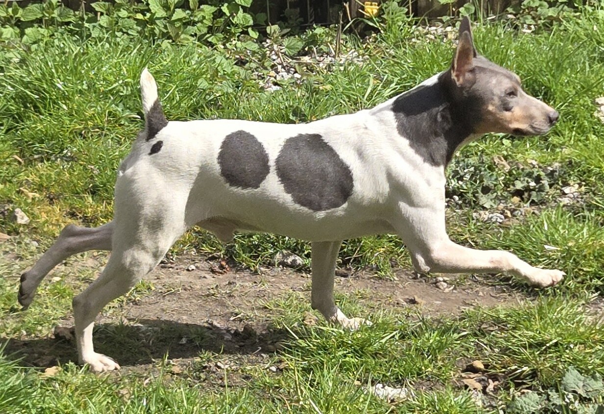 Waterwheel Creek's Boppin Blue Boy (BB)