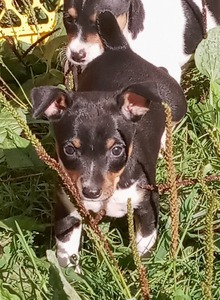 Evie