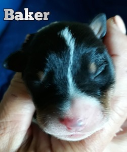 Baker