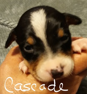 Cascade