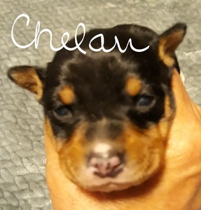 Chelan