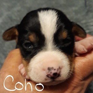 Coho