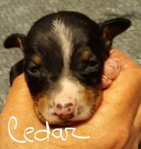 Cedar