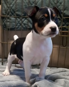 Boone