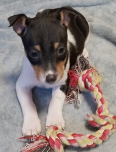 Krewe