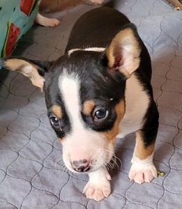 Mambo