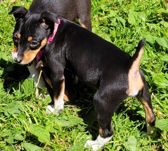 Rosemary