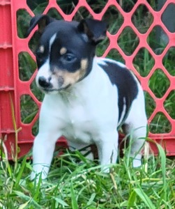 Hazel