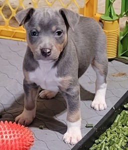 Dasher
