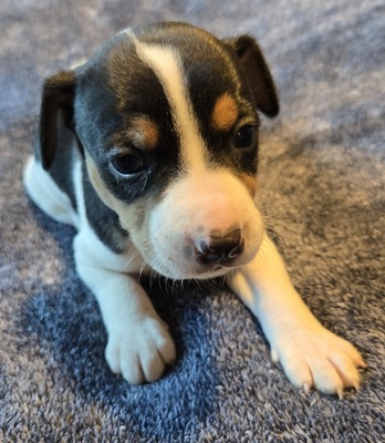 Sam