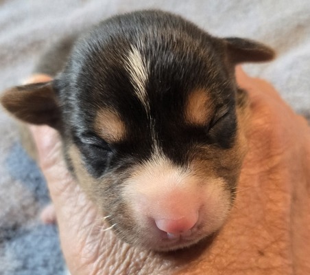 Luna Jr.