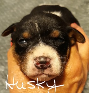 Husky