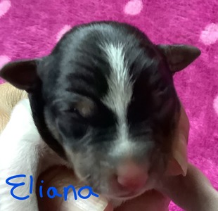 Eliana