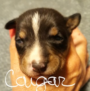 Cougar