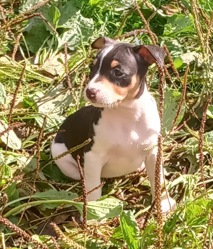 mill creek rat terriers